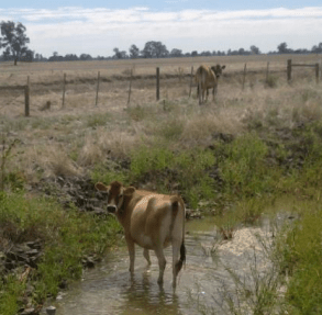 A cow standing in a shallow channel
